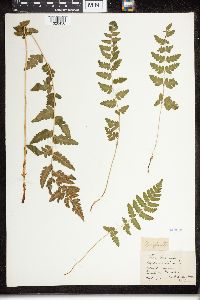 Dryopteris cristata image