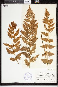 Dryopteris cristata image