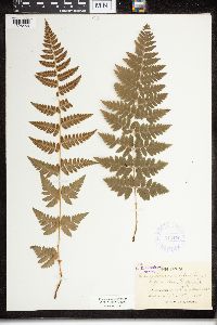 Dryopteris cristata x spinulosa image