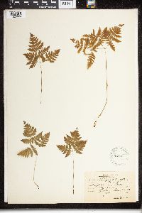 Polypodium dryopteris image