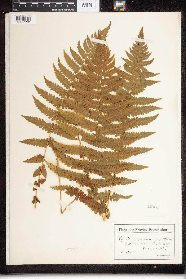 Oreopteris limbosperma image