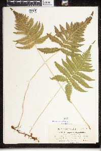 Dryopteris polylepis image
