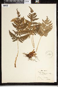 Dryopteris polylepis image