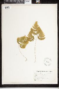 Dryopteris phegopteris image