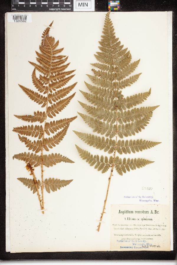 Dryopteris filix-mas var. spinulosum image