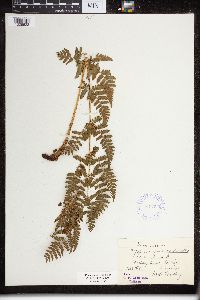 Dryopteris spinulosa image