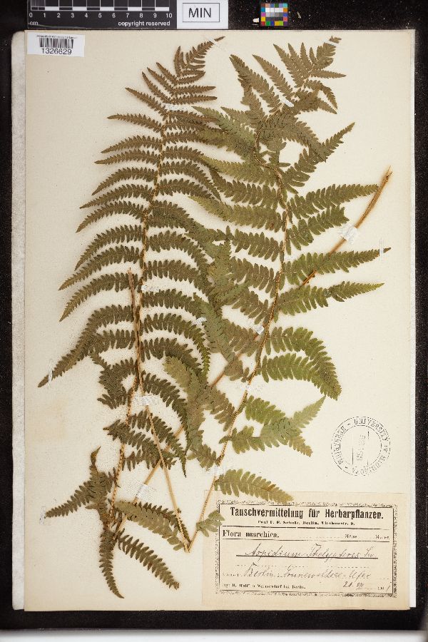 Dryopteris thelypteris image