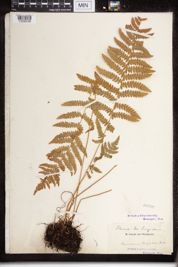 Dryopteris thelypteris image