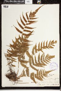 Dryopteris parasitica image
