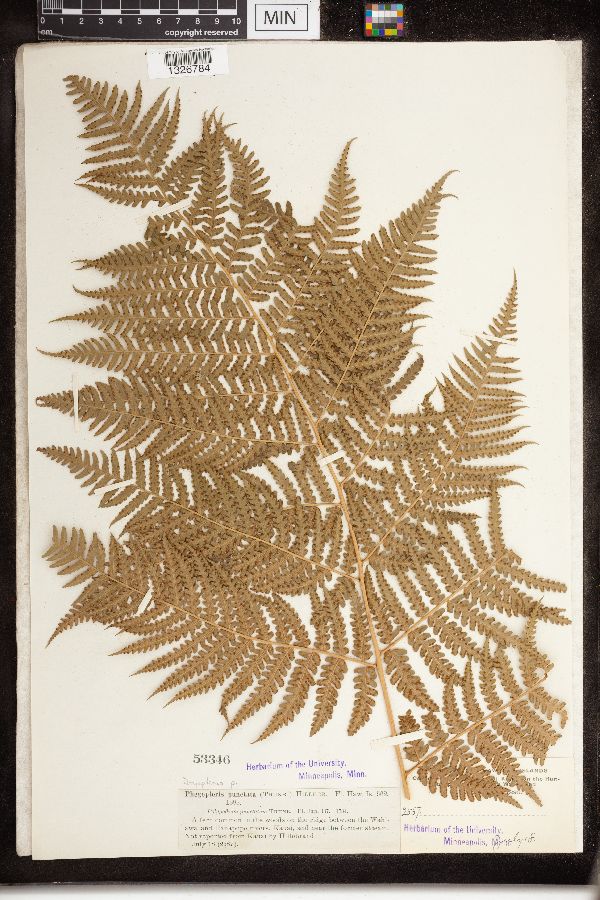 Hypolepis punctata image