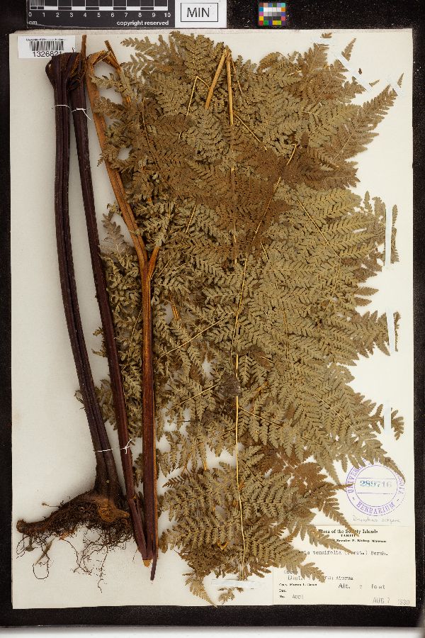 Dryopteris tenuifolia image