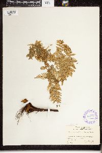 Dryopteris tenuifolia image