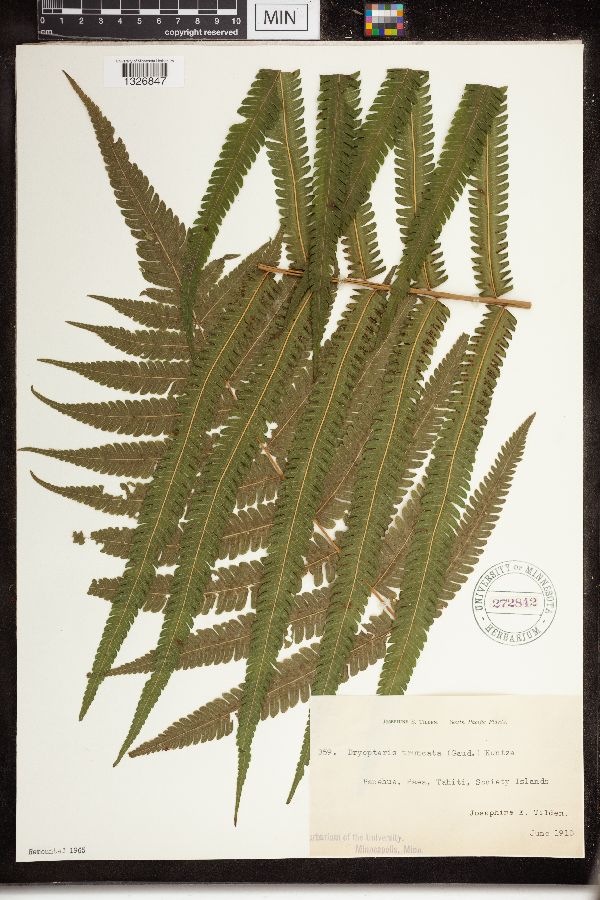 Pneumatopteris truncata image