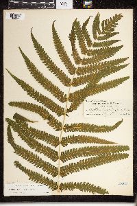 Dryopteris truncata image