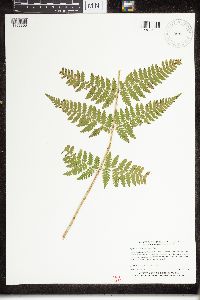 Dryopteris intermedia image