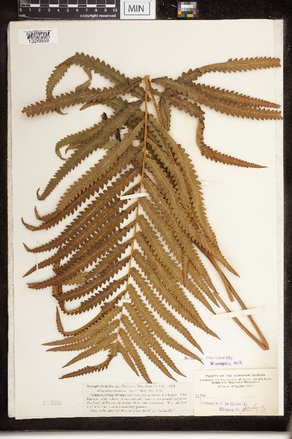 Dryopteris unita image