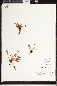 Image of Elaphoglossum piloselloides