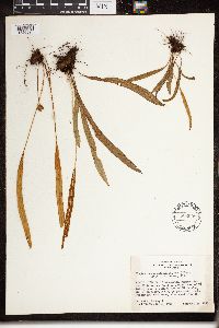 Elaphoglossum tenuiculum image