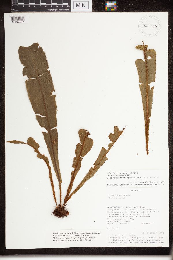 Elaphoglossum apodum image