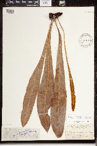 Elaphoglossum alatum image