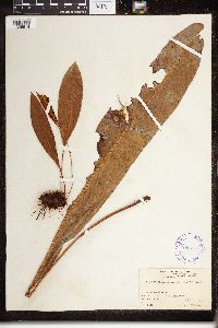 Elaphoglossum gorgoneum image