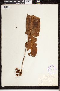 Elaphoglossum gorgoneum image