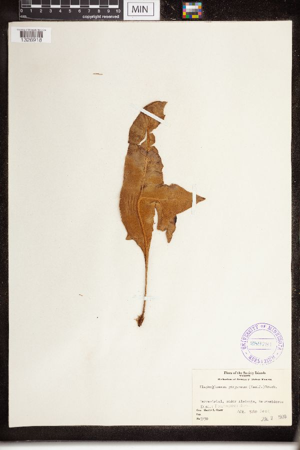 Elaphoglossum gorgoneum image