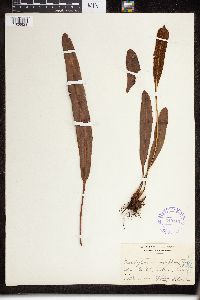 Image of Elaphoglossum laurifolium
