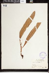 Elaphoglossum tahitense image