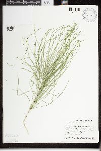 Equisetum arvense image