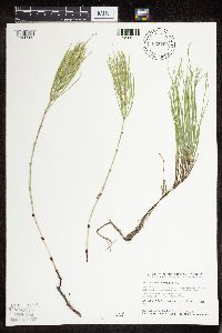 Equisetum arvense image