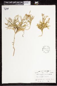 Diphasiastrum complanatum image