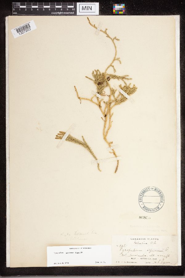 Diphasiastrum sitchense image