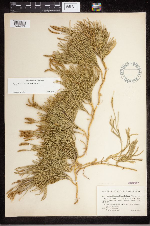 Lycopodium sabinifolium image