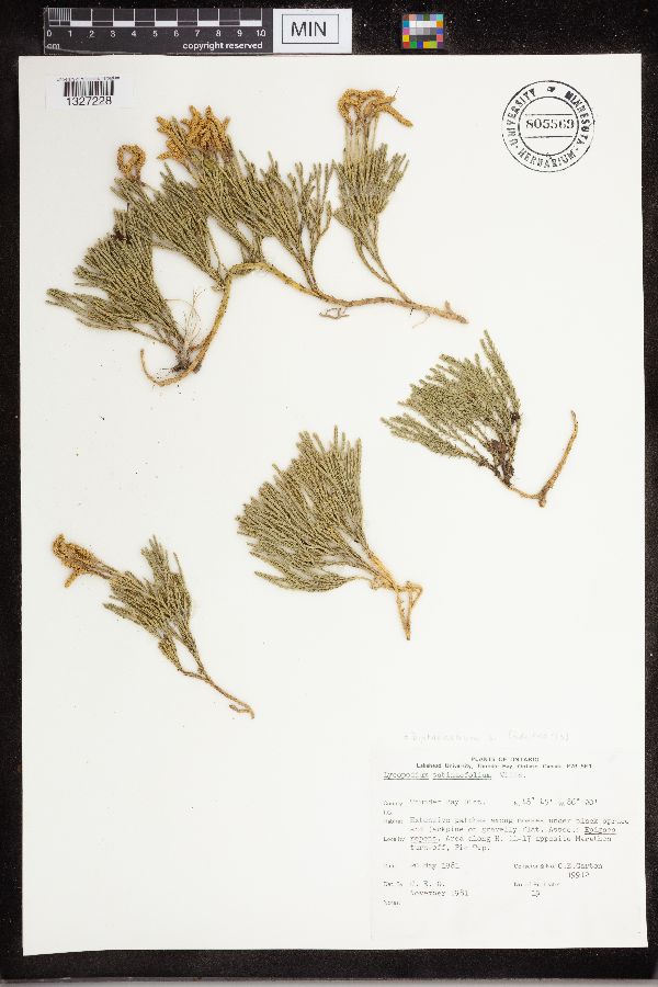 Lycopodium sabinifolium image