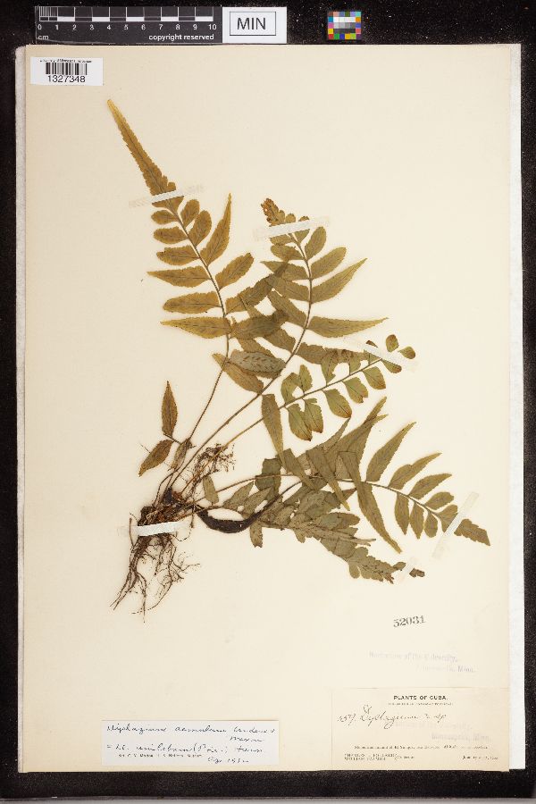Diplazium aemulum image