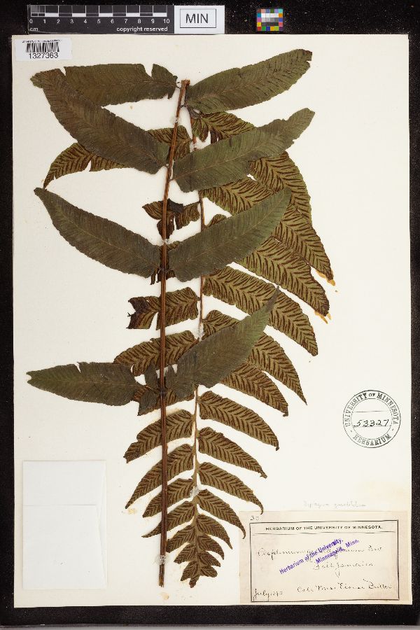 Diplazium grandifolium image