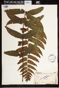 Image of Diplazium grandifolium