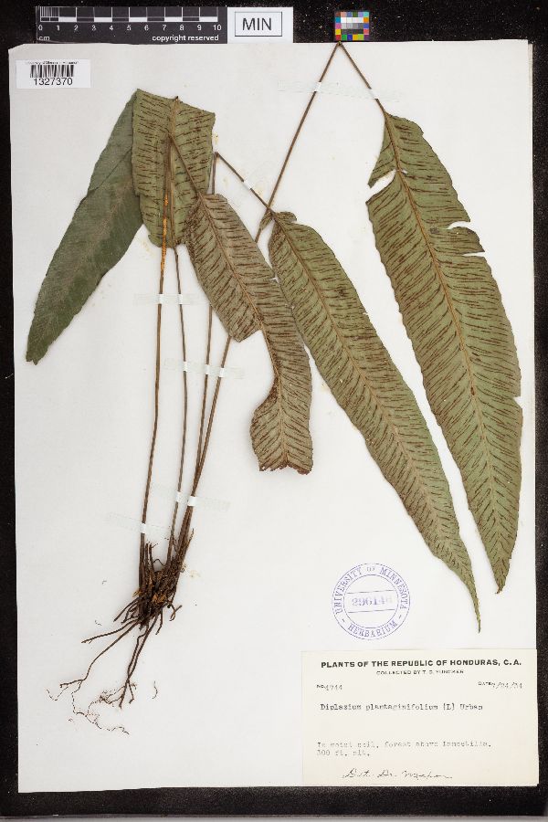 Diplazium plantaginifolium image