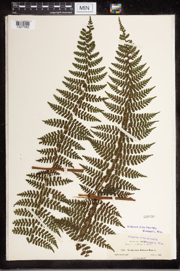 Athyriaceae image