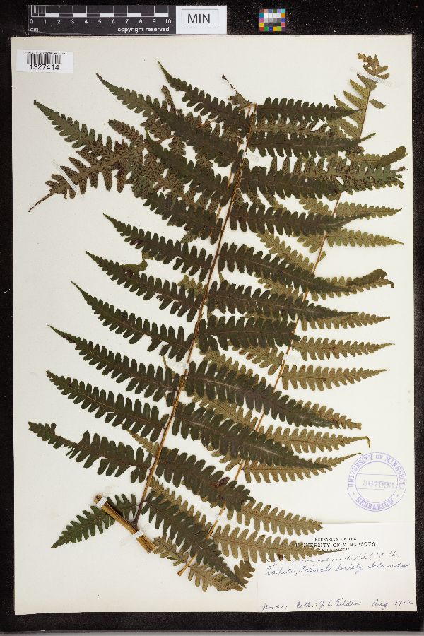 Diplazium harpeodes image