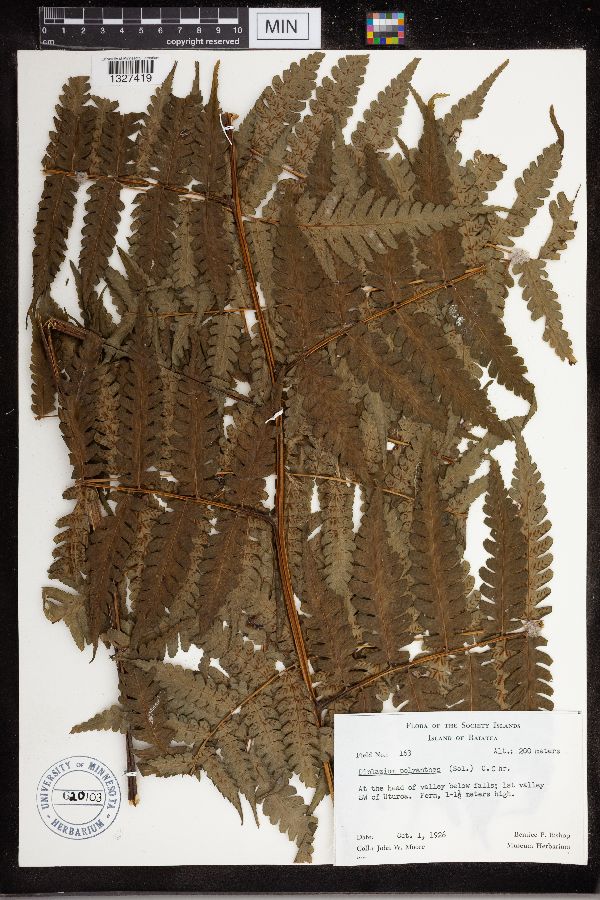 Diplazium harpeodes image