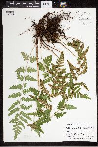 Dryopteris cristata image