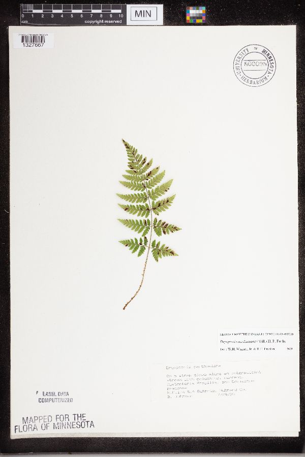 Dryopteris carthusiana image