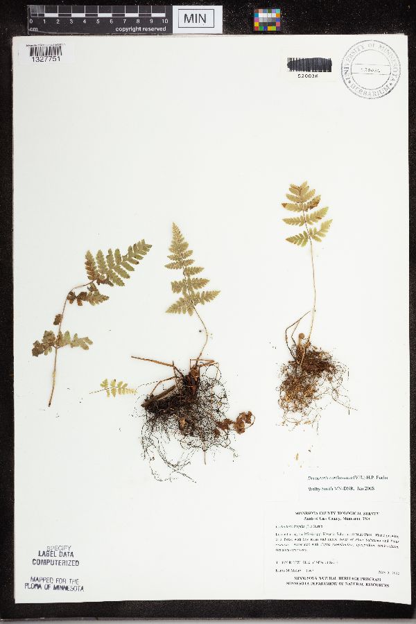 Dryopteris carthusiana image