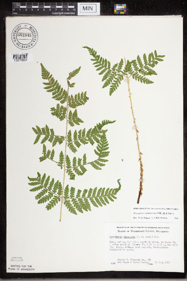 Dryopteris carthusiana image