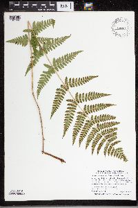 Image of Dryopteris carthusiana x cristata