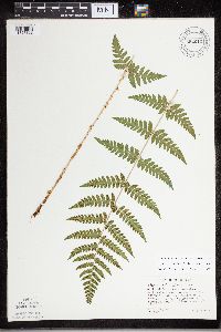 Dryopteris carthusiana x cristata image