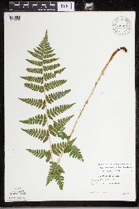 Dryopteris carthusiana x cristata image