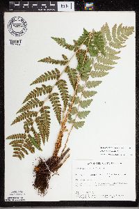 Dryopteris cristata image